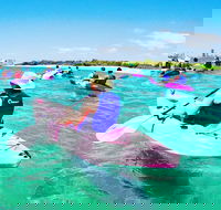 Half Day Dolphin Kayaking and Snorkeling Tour - Travel Agents