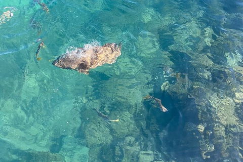 Aquascene Magnetic Island Discovery Tour - Tourism Guide 6