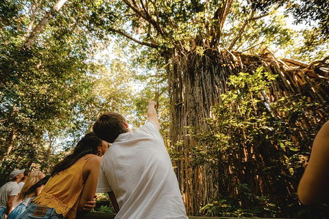 Atherton Tablelands Waterfalls And Rainforest Day Tour Departing Cairns - Tourism Guide 1