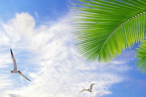 Airport Transfer - Mission Beach To Cairns Airport - Cruises Travel 4