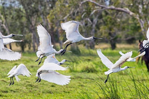 Reef, Wildlife & Rainforest - Reef & Beyond Guided Holidays - Tourism Guide 1