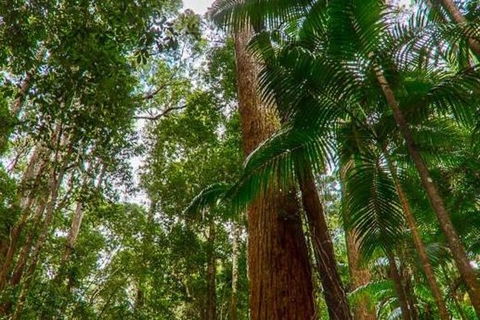 3-Day Fraser Island Hiking And 4WD Adventure From Hervey Bay - Cruises Travel 1