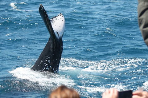 Half-Day Whale Watching In Urangan - Cruises Travel 2