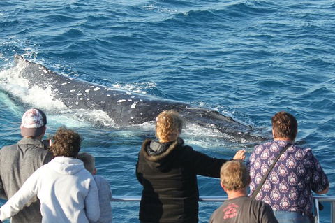 Half-Day Whale Watching In Urangan - Cruises Travel 5