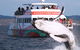 Half-Day Whale Watching In Urangan - thumb 0