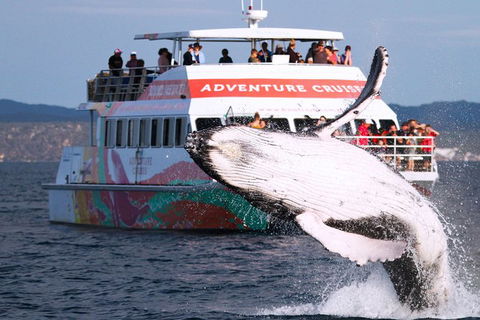 Half-Day Whale Watching In Urangan - Cruises Travel 0