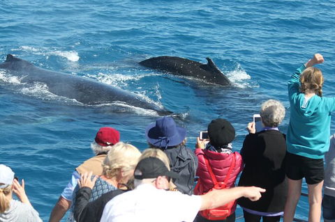 Half-Day Whale Watching In Urangan - Cruises Travel 4