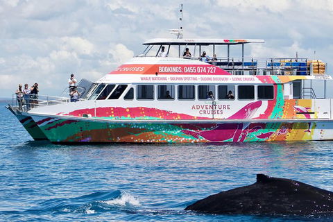Half-Day Whale Watching In Urangan - Cruises Travel 1