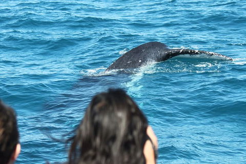 Half-Day Whale Watching In Urangan - Cruises Travel 7