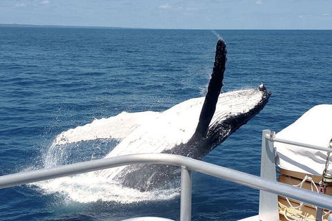 Half-Day Whale Watching In Urangan - Cruises Travel 3