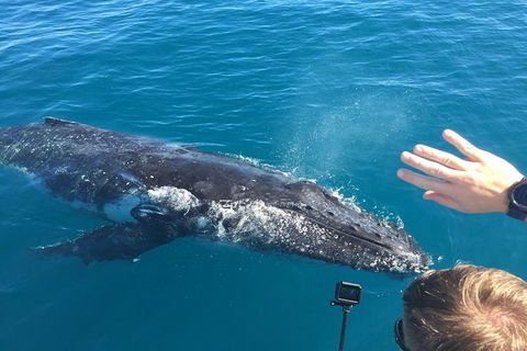 Half-Day Whale Watching In Urangan - Cruises Travel 6
