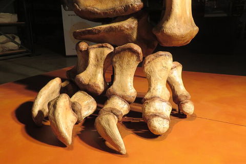 Australian Dinosaur Giants Tour - Tourism Guide 3