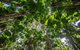 5 Day Australia Retreat: Queensland Daintree - thumb 4