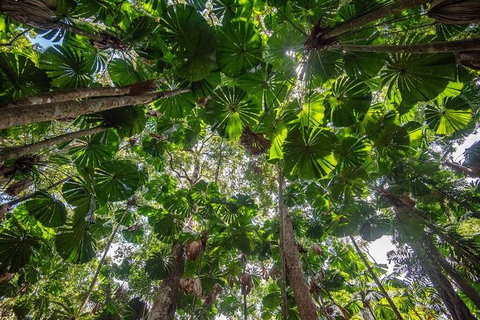 5 Day Australia Retreat: Queensland Daintree - Tourism Guide 4