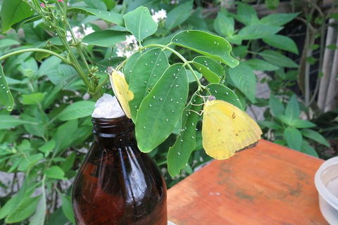 Australian Butterfly Sanctuary- Virtual Interactive Tour With Private Guide - Tourism Guide 5
