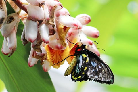 Australian Butterfly Sanctuary- Virtual Interactive Tour With Private Guide - Tourism Guide 7