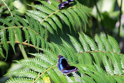 Australian Butterfly Sanctuary- Virtual Interactive Tour With Private Guide - Tourism Guide 3