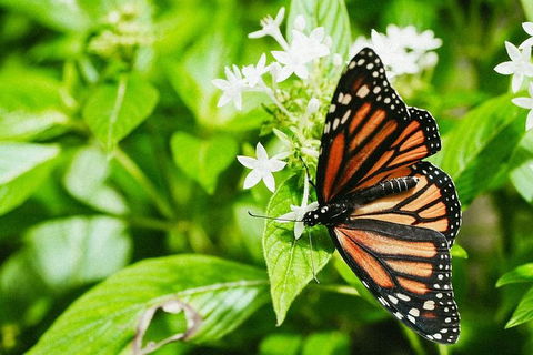 Australian Butterfly Sanctuary- Virtual Interactive Tour With Private Guide - Tourism Guide 4