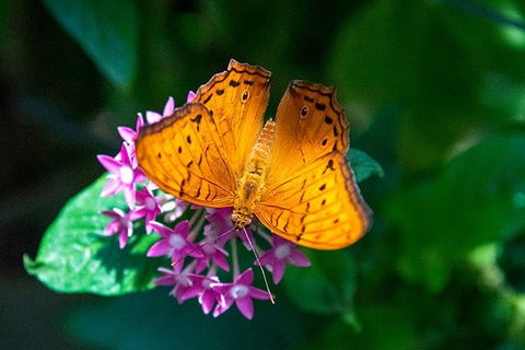 Australian Butterfly Sanctuary- Virtual Interactive Tour With Private Guide - Tourism Guide 1
