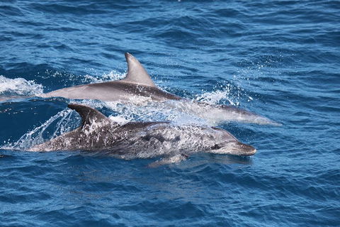 Sandy Straits Scenic & Wildlife Cruise - Cruises Travel 1