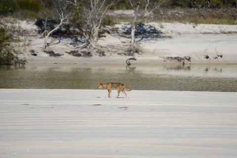 Sandy Straits Scenic & Wildlife Cruise - Cruises Travel 10