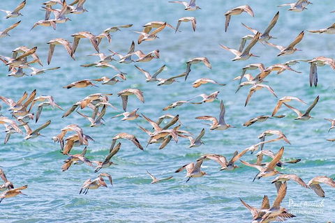 Sandy Straits Scenic & Wildlife Cruise - Cruises Travel 4