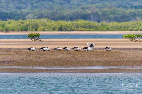 Sandy Straits Scenic & Wildlife Cruise - Cruises Travel 3