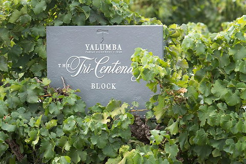 Yalumba Nursery & Grenache Discovery Tour + Platter Lunch - Tourism Guide 0