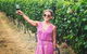Tamar Valley Wine Tours - thumb 34