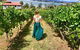 Tamar Valley Wine Tours - thumb 16