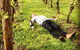 Tamar Valley Wine Tours - thumb 28