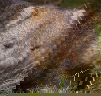 Cradle Mountain Wildlife Spotting after Dark - Tourism Guide