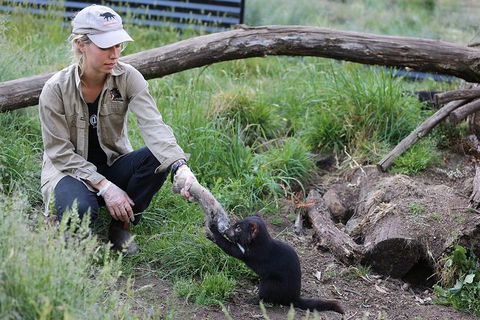 After Dark Tasmanian Devil Feeding Tour At Cradle Mountain - Tourism Guide 3