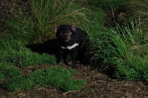 After Dark Tasmanian Devil Feeding Tour At Cradle Mountain - Tourism Guide 1