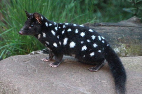 After Dark Tasmanian Devil Feeding Tour At Cradle Mountain - Tourism Guide 5