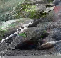 After Dark Tasmanian Devil Feeding Tour at Cradle Mountain - Tourism Guide