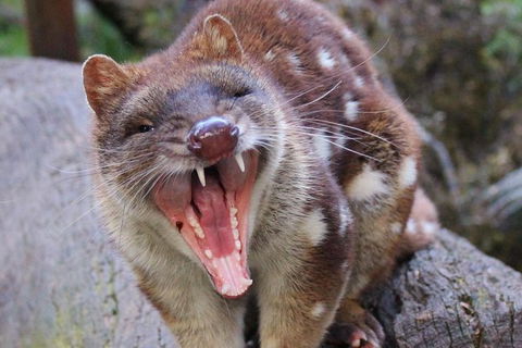 After Dark Tasmanian Devil Feeding Tour At Cradle Mountain - Tourism Guide 4