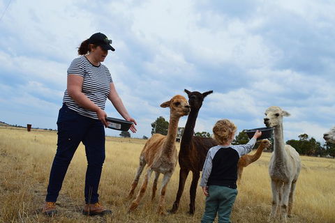 Alpaca Farm Tours With Toffeemont - Tourism Guide 4