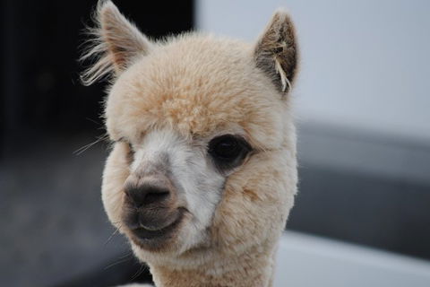 Alpaca Farm Tours With Toffeemont - Tourism Guide 0