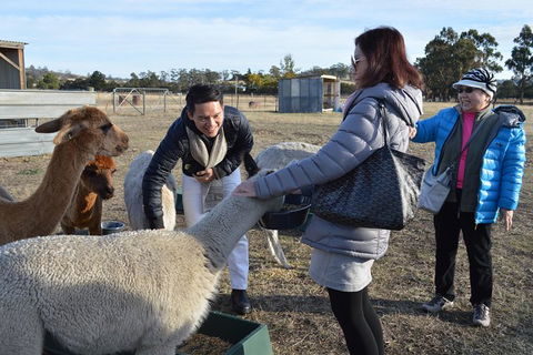 Alpaca Farm Tours With Toffeemont - Tourism Guide 2