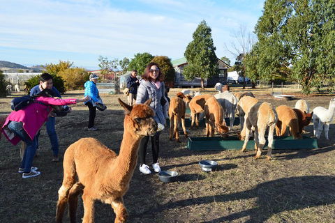 Alpaca Farm Tours With Toffeemont - Tourism Guide 5