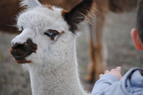 Alpaca Farm Tours With Toffeemont - Tourism Guide 1