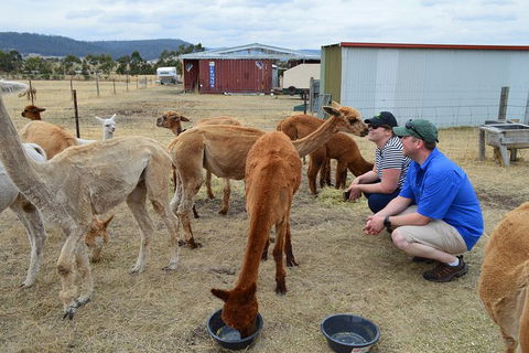 Alpaca Farm Tours With Toffeemont - Tourism Guide 3