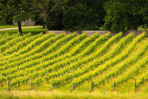 All Inclusive Wine Tour Up The Derwent Valley Hobart: Local Wines & Cheeses - Tourism Guide 3