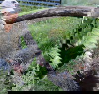 1-Hour Tasmanian Devil Feeding Day Tour at Cradle Mountain - Tourism Guide