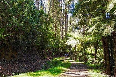 Half-Day Biking Activity From Aqueduct To California Redwoods - Tourism Guide 2