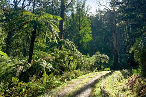 Half-Day Biking Activity From Aqueduct To California Redwoods - Tourism Guide 1