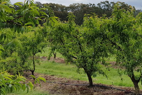 Yarra Valley Wineries And Rayners Orchard Tour From Melbourne - Tourism Guide 27