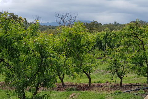 Yarra Valley Wineries And Rayners Orchard Tour From Melbourne - Tourism Guide 16