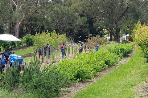 Yarra Valley Wineries And Rayners Orchard Tour From Melbourne - Tourism Guide 3